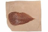 Red Fossil Hickory Leaf (Carya) - Montana #189010-1
